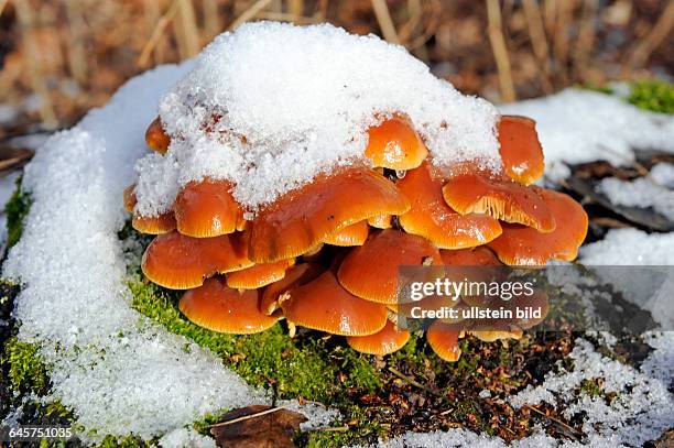 Ziegelroter Schwefelkopf, ein essbarer Pilz, Hypholoma sublateritium, der auch im Winter von Schnee bedeckt auf Laubholzstuempfen waechst