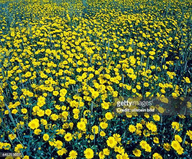 Gelbe Wucherblumen, auch Saatwucherblumen, bluehen als Massenbestand in einem Weizenfeld