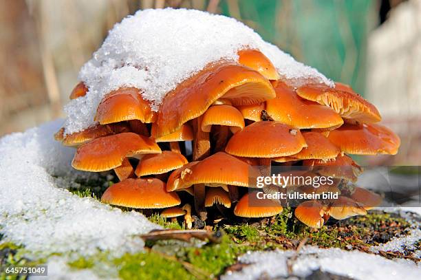 Ziegelroter Schwefelkopf, ein essbarer Pilz, Hypholoma sublateritium, der auch im Winter von Schnee bedeckt auf Laubholzstuempfen waechst