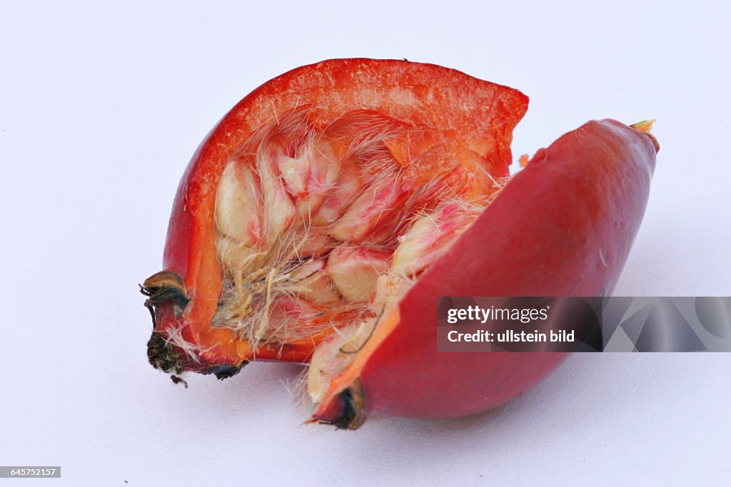 Hundsrose (Hagebutte) - rose hips (Rosa canina)