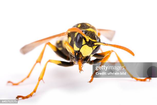 Gallische Feldwespe - Yellow Paper Wasp