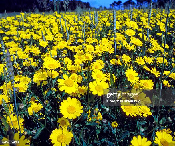 Gelbe Wucherblumen, auch Saatwucherblumen, bluehen als Massenbestand in einem Weizenfeld