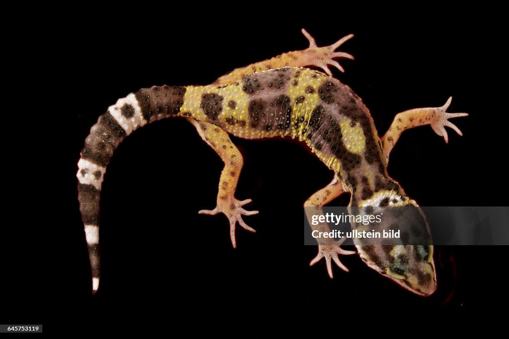 Leopardengecko (Eublepharis macularius) - eopard gecko (Eublepharis macularius)