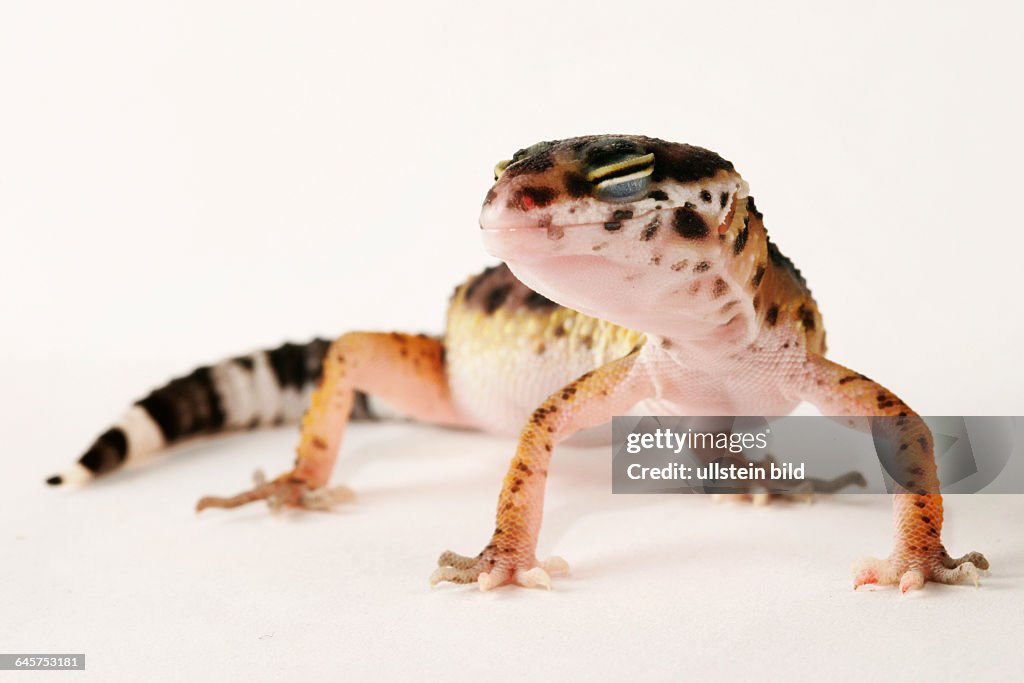 Leopardengecko (Eublepharis macularius) - eopard gecko (Eublepharis macularius)