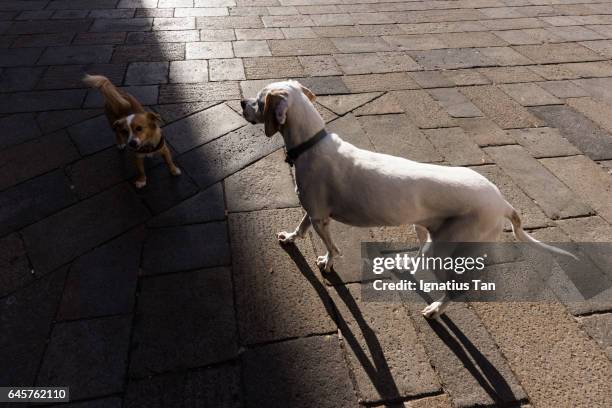 dogs in light and shadow - ignatius tan stock pictures, royalty-free photos & images