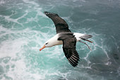 Black-browed Albatross Above the Sea on the Falkland Islands
