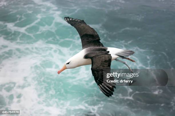 albatroz-de-sobrancelha acima do mar nas ilhas falkland - albatros - fotografias e filmes do acervo