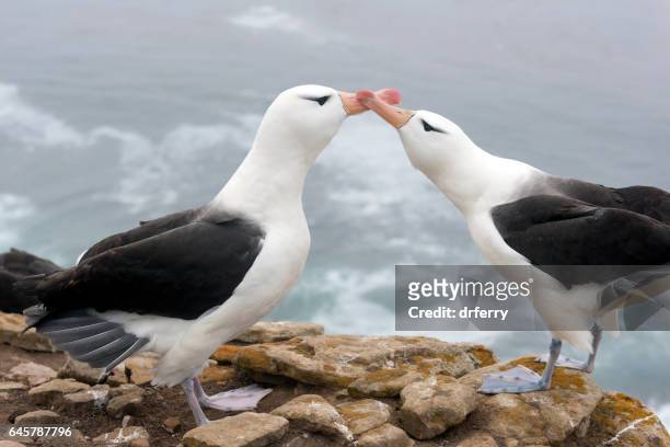 bill-to-bill acasalamento gestos de albatroz-de-sobrancelha - albatros - fotografias e filmes do acervo