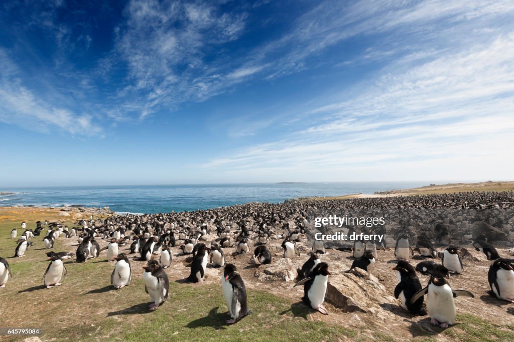 Large Rockhopper Penguin Colony on the Falkland Islands