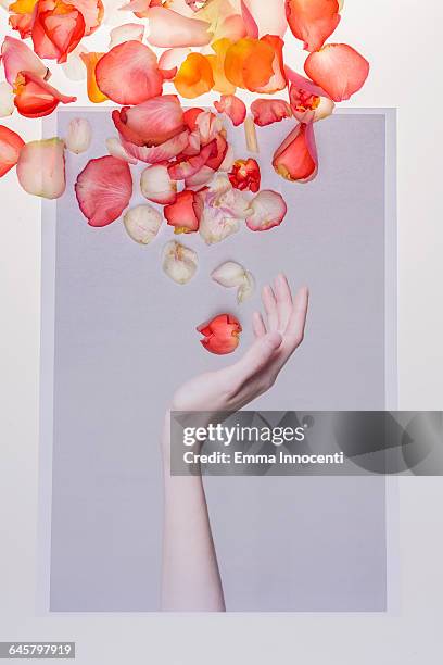 woman's hand throwing lots of petals - throwing flowers stock pictures, royalty-free photos & images
