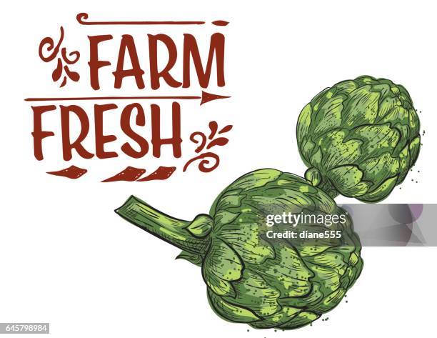 hand drawn detailed artichokes with text - artichoke pattern stock illustrations