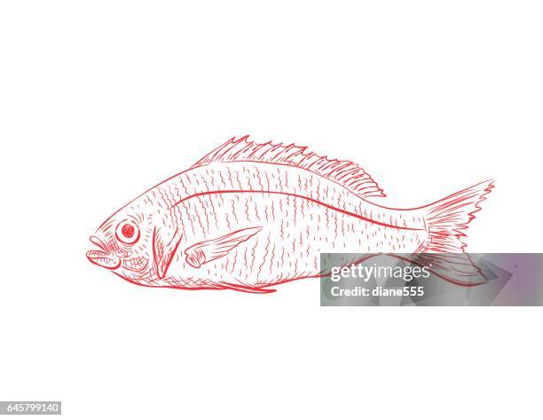 handgezeichnete detailliert - red snapper - schnapper stock-grafiken, -clipart, -cartoons und -symbole