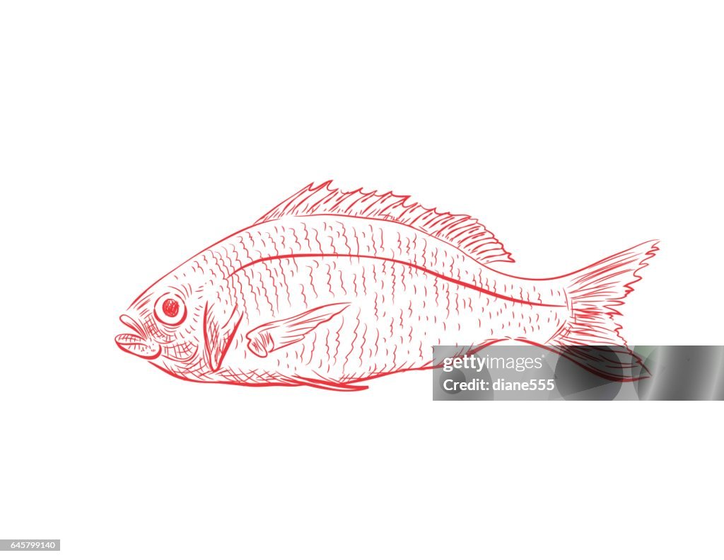 Snapper Drawing Hand Drawn Detailed Red Snapper High-Res Vector Graphic - Getty Images