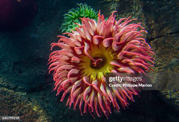 sand rose sea anemone in manmade aquarium - sea anemone stock pictures, royalty-free photos & images
