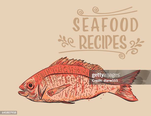hand drawn detailed - red snapper - red snapper stock illustrations