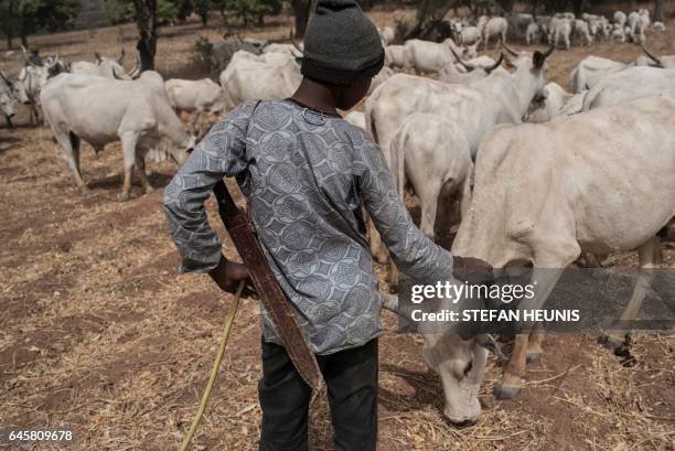 Fulani herding boy interacts with a cow in a field outside Kaduna, northwest Nigeria, on February 22, 2017. Long-standing tensions between herdsmen...