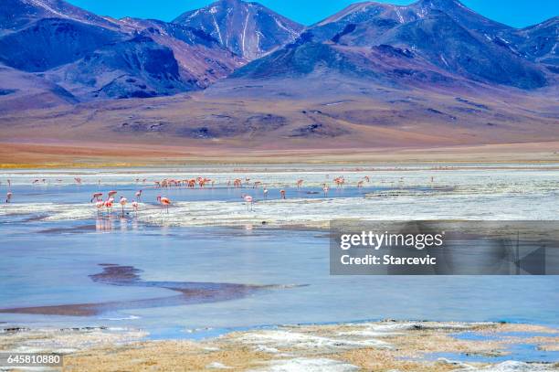 flamingoes in lagoon at the salar de uyuni in bolivia - uyuni stock pictures, royalty-free photos & images