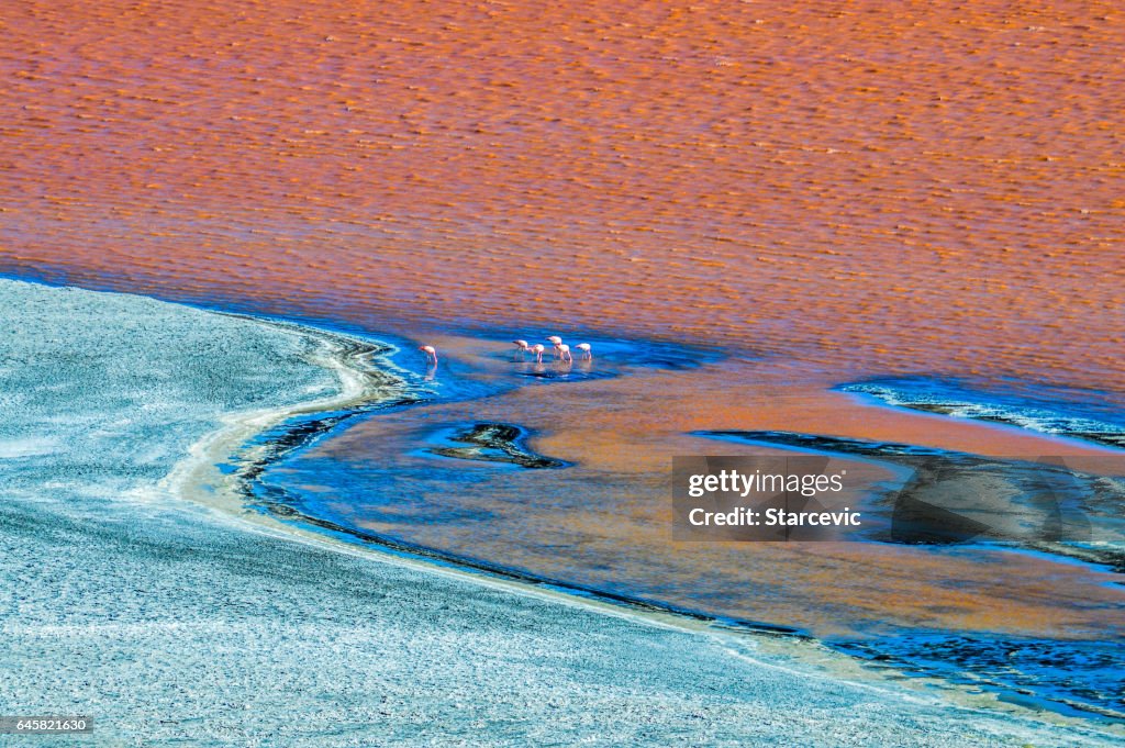 Colorful red lagoon at the Salar de Uyuni in Bolivia