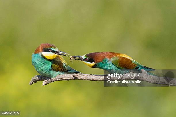 Tiere, Voegel, Bienenfresser, European Bee-eater, Balzaufnahme, Maennchen bietet Weibchen Futter an