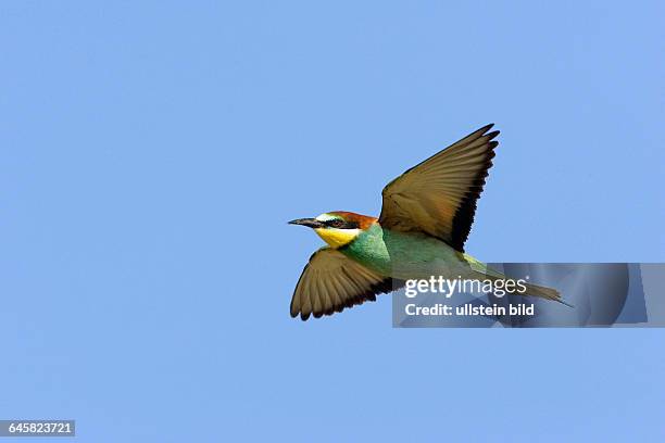 Tiere, Voegel, Bienenfresser, European Bee-eater, Flugaufnahme