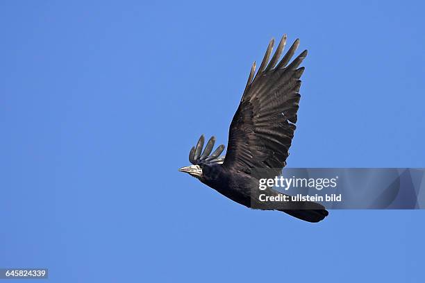 Saatkrähe; Rook; Corvus frugilegus; Corbeau freux; Graja