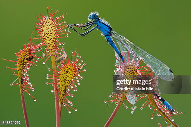 Hufeisen-Azurjungfer gefangen im Sonnentau