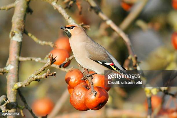 Tier, Vogel, Seidenschwanz, Bombycilla garrulus, sitzt im Apfelbaum