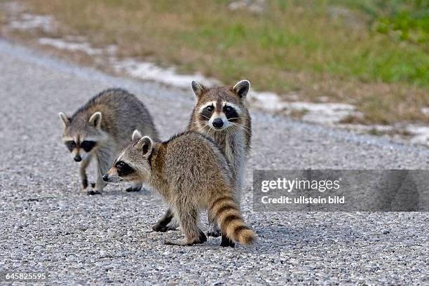 Waschbaer, USA, Florida, Everglades