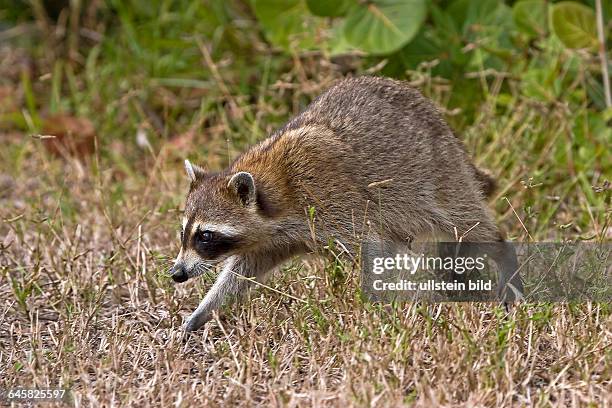 Waschbaer, USA, Florida, Everglades