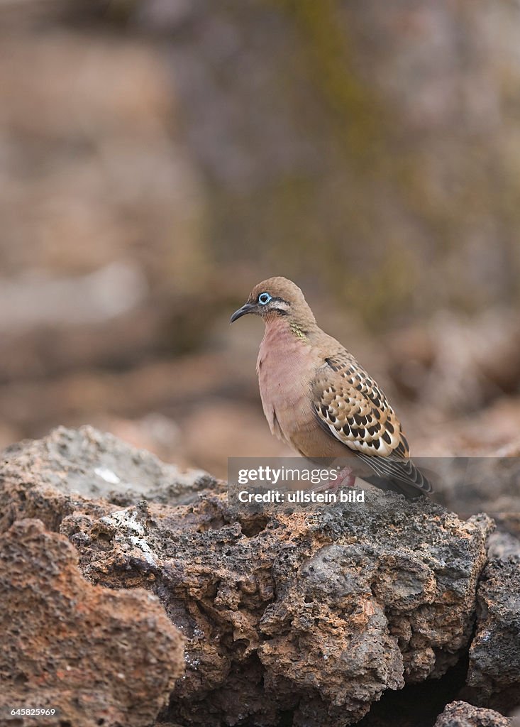 Galapagos-Taube (Zenaida galapagoensis)