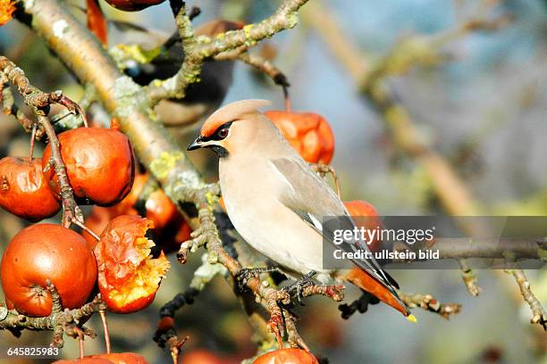 Tier, Vogel, Seidenschwanz, Bombycilla garrulus, sitzt im Apfelbaum