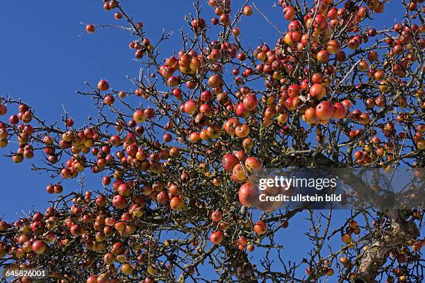 Apfelbaum mit reifen Früchten im Winter
