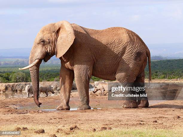 Afrikanischer Elefantenbulle am Wasserloch mit Warzenschweinen. Der Elefant ist in Musth