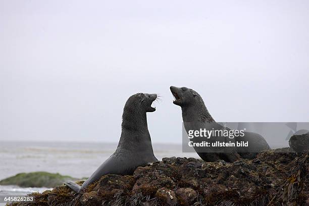 Kalifornische Seelöwen kämpfen