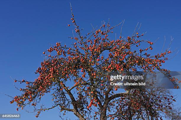 Apfelbaum mit reifen Früchten im Winter