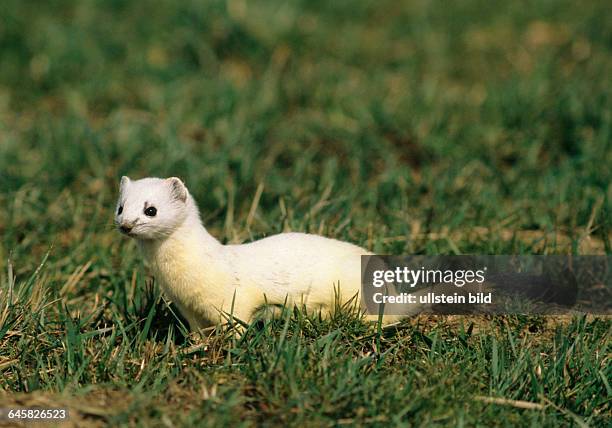 Tiere, Saeugetiere, Hermelin, Ermine, Stoat, Grosswiesel, , weiss,