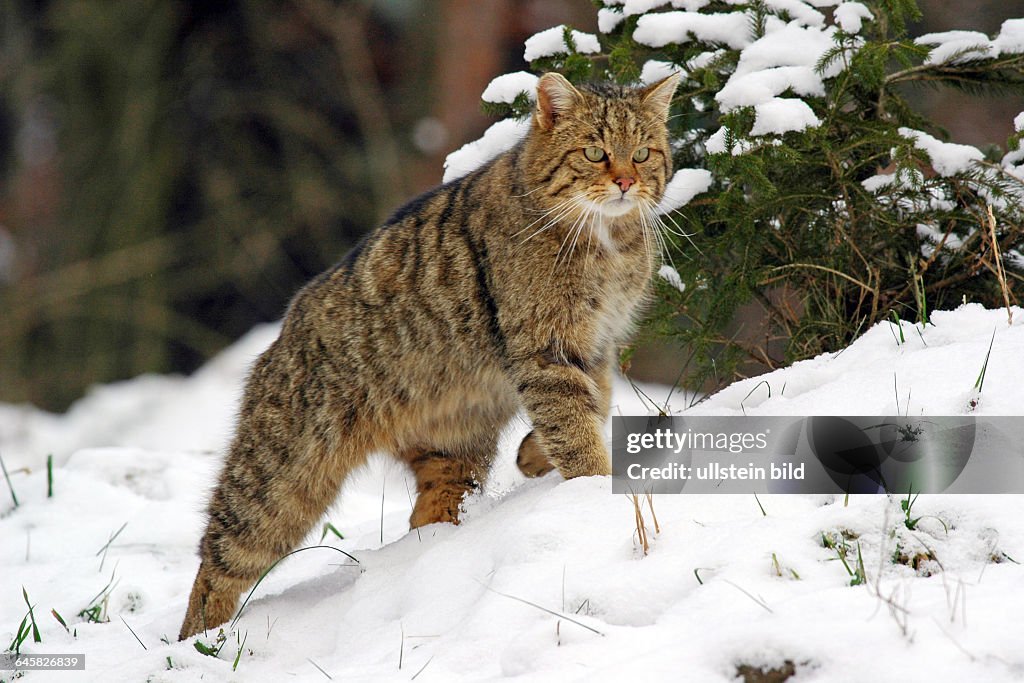 Europâİische Wildkatze (Felis silvestris) Common Wild Cat