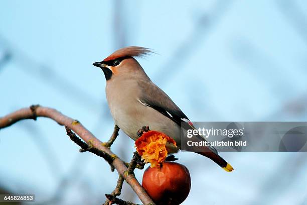 Tiere, Voegel, Seidenschwanz, Bombycilla garrulus, sitzt im Apfelbaum