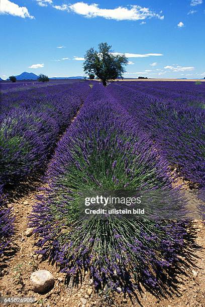 Bluehendes Lavendelfeld, Provence, Frankreich