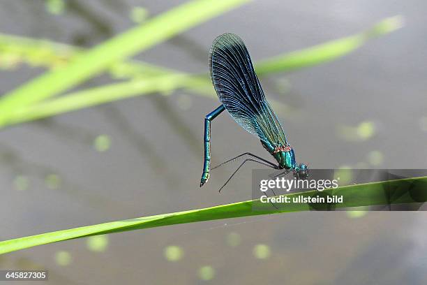 Gebänderte Prachtlibelle, Calopterix splendens, auf Schilfhalm, Körper gebogen