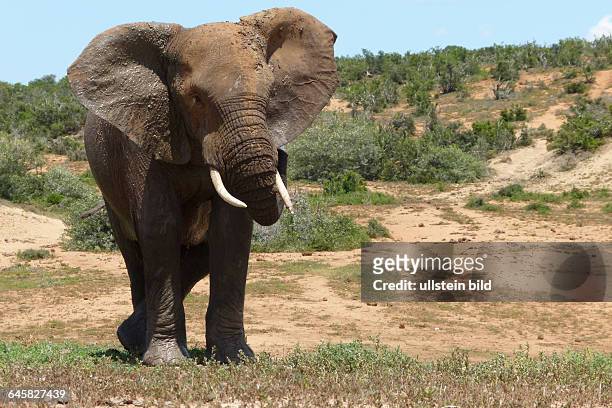 Afrikanischer Elefant bespritzt sich mit Wasser, Südafrika
