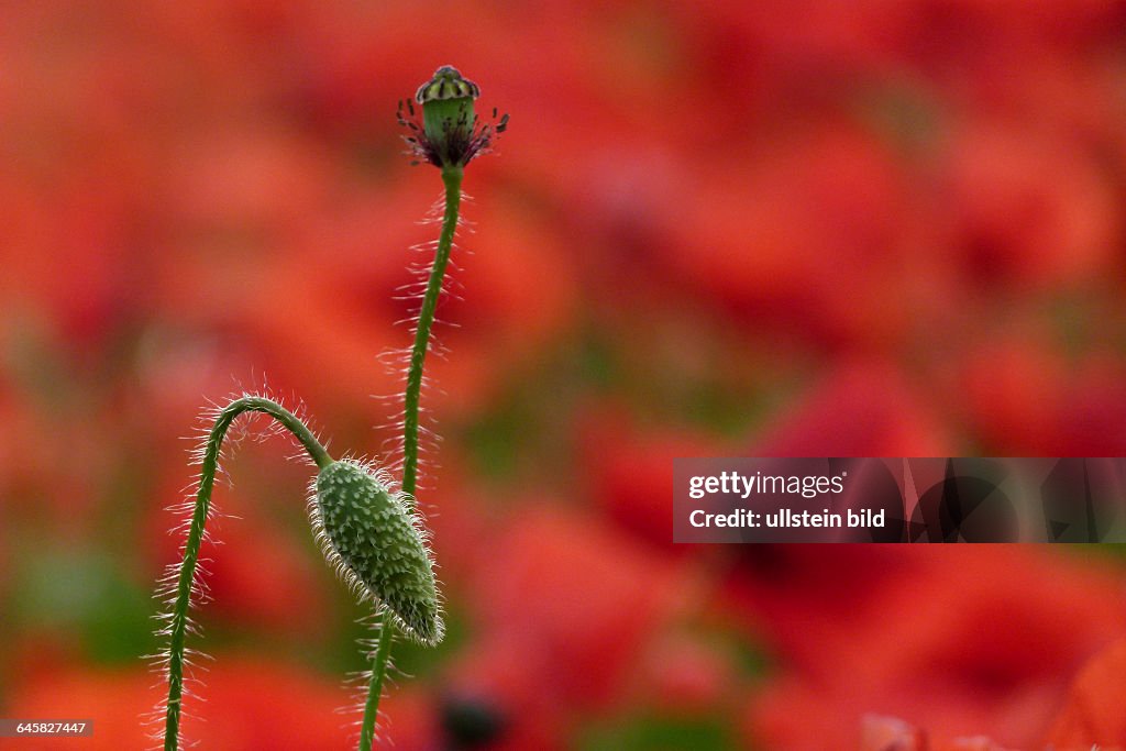 Knospe und Fruchtstand des Klatschmohn vor Klatschmohnfeld, close up, Nahaufnahme, Katalonien, Spanien