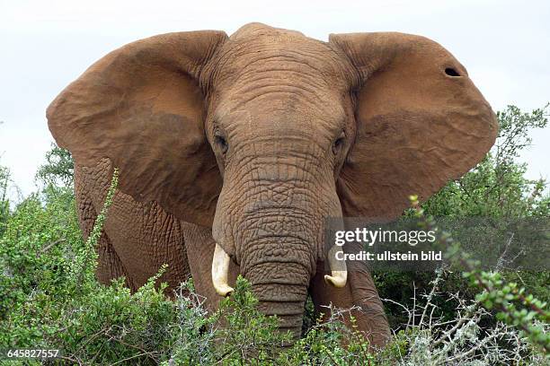 Afrikanischer Elefant , drohend