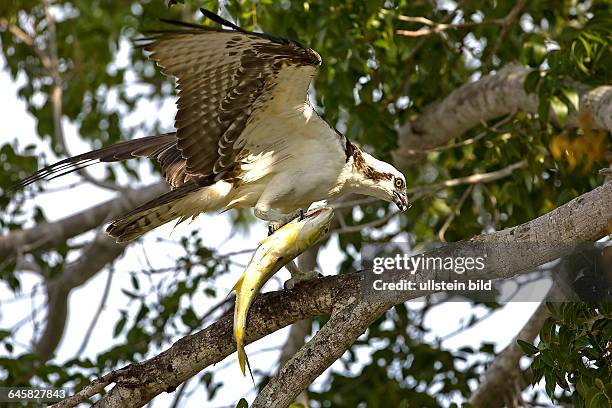 Fischadler, Pandion haliaetus, Osprey