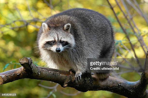 Tiere, Saeugetiere, Waschbaer, Racoon, Procyon lotor, Florida, USA, United Staates,