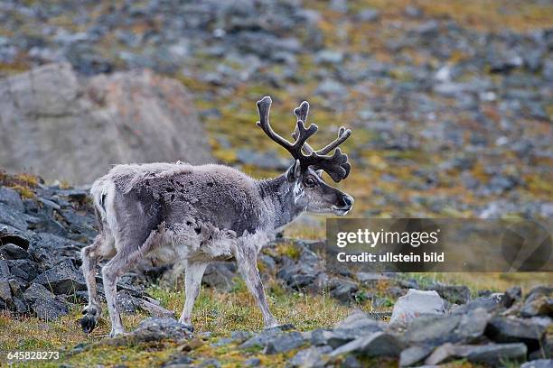 Wildes Rentier im Bastgeweih und Winterhaar | Wild Ren deer