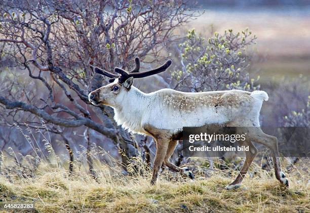 Wildes Rentier im Winterhaar | Wild Ren deer