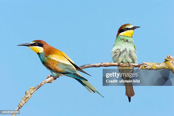 Tiere, Voegel, Bienenfresser, European Bee-eater,