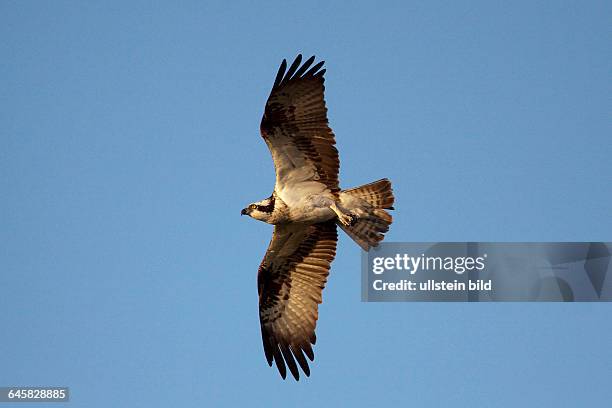 Fischadler | Pandion haliaetus - Osprey Altvogel fliegend Schweden