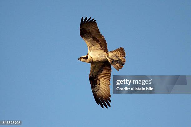 Fischadler | Pandion haliaetus - Osprey Altvogel fliegend Schweden